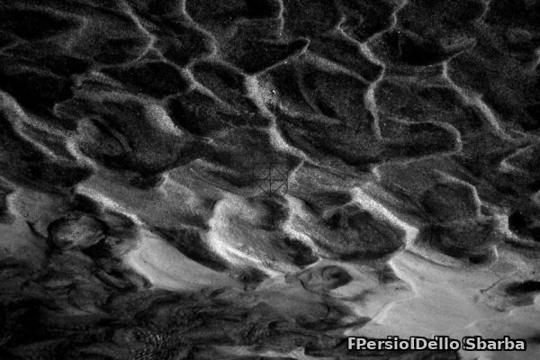 Foglia d'Acero