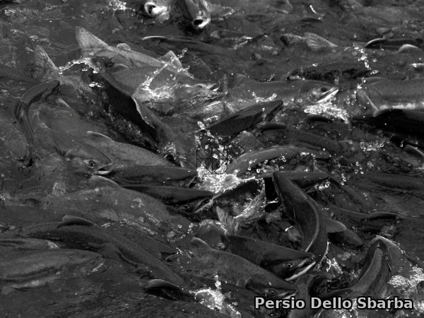 Salmoni 2