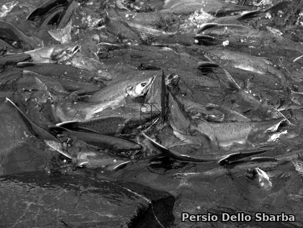 Salmoni 4