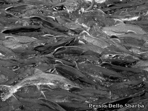 Salmoni 5
